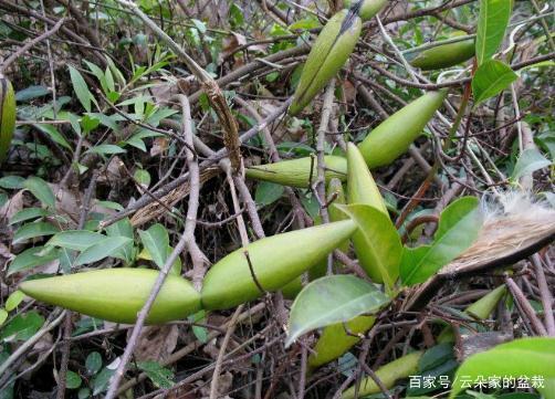 这东西,俗称"断肠根",是中药"八大毒"之一,若遇见,别乱碰