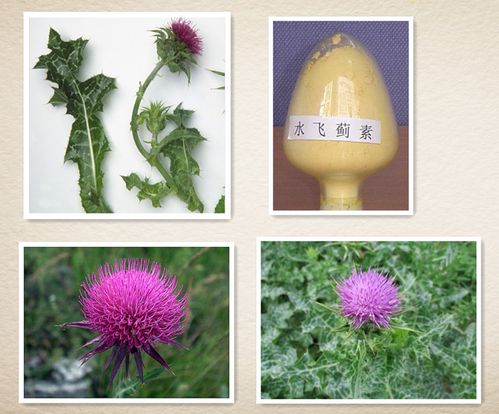 纯天然水飞蓟提取物水飞蓟素80%专业生产厂家直供