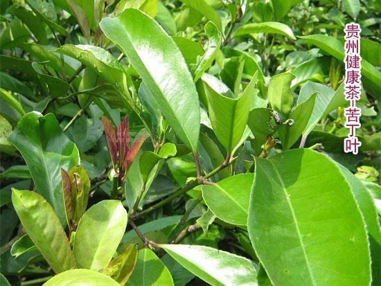 苦丁茶 富丁茶 皋卢茶