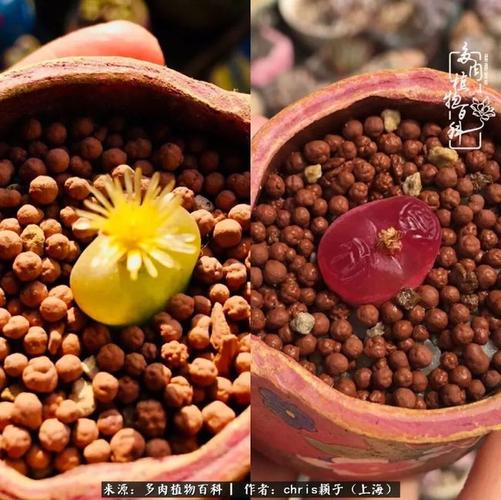 红毛,红色毛汉尼母本,夏天vs冬天