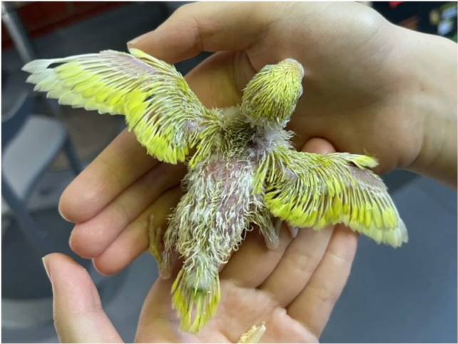 虎皮鹦鹉的寿命是多久?如何提高虎皮鹦鹉的寿命