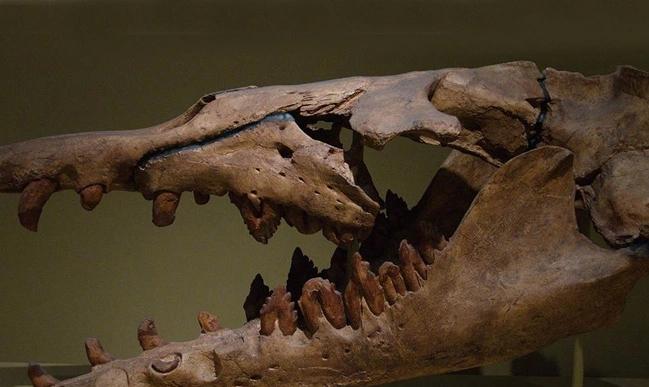 恐龙灭绝后第一代海洋霸主,体长18米,又细又长,将鲨鱼