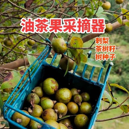 采树籽神器采油茶果茶树子海桐子专用工具采果器采花