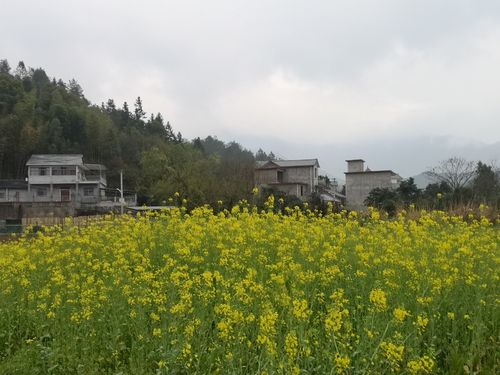 雨中的山村油菜花