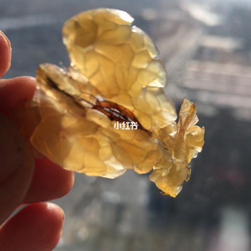 【长白山雪蛤 天然胶原蛋白】 特级长白山雪蛤_胶原蛋白_医疗健康