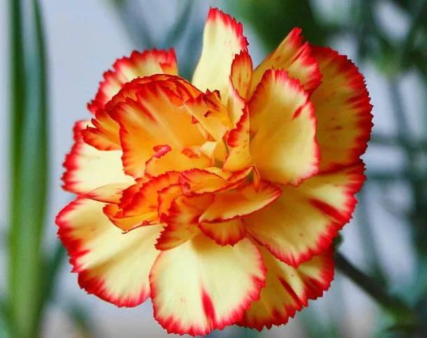 尴尬!送ta康乃馨,却挑错了颜色_(:з)∠)