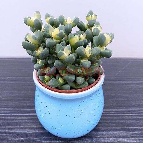 【现货现发】(会开花)多肉植物鹿角海棠室内净化空气绿植办公室肉肉