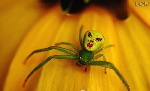 三突花蛛三突伊氏蛛