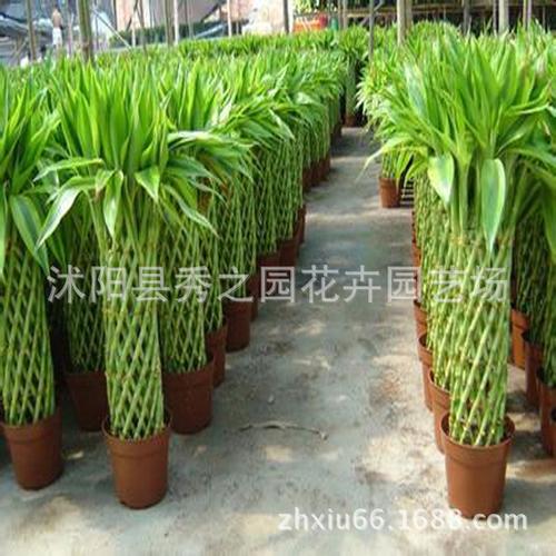基地发货室内净化空气富贵竹批发 弯竹 水培花卉植物盆栽竹子