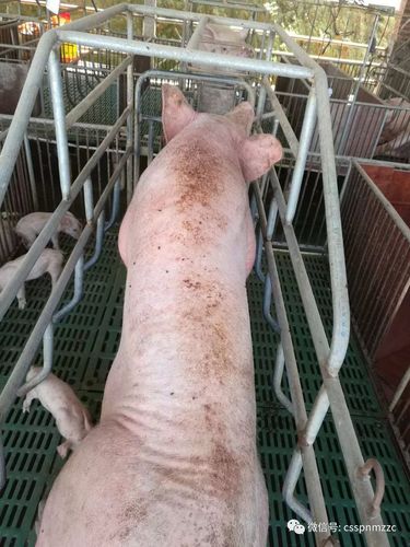 猪附红细胞体病没有疫苗,怎么防治?