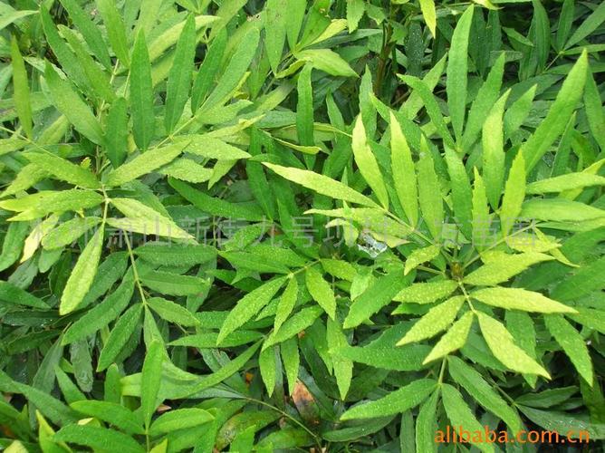 天竹黄 (植物)