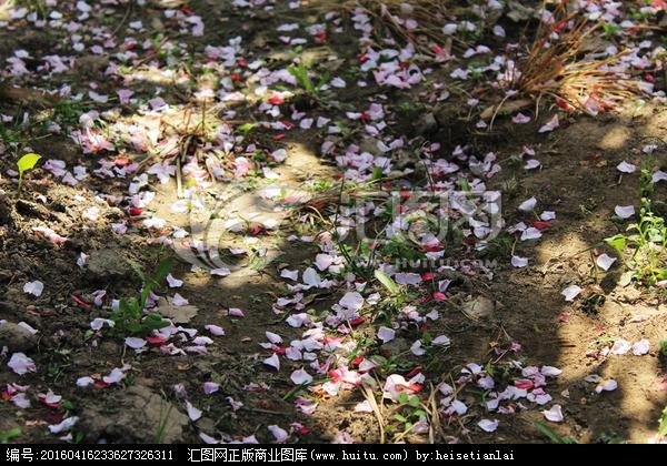 [正版商业] 花瓣凋零