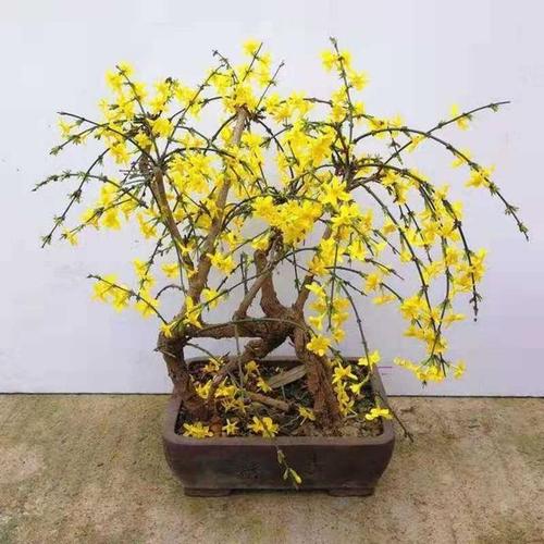 迎春花的浇水施肥修剪和繁殖