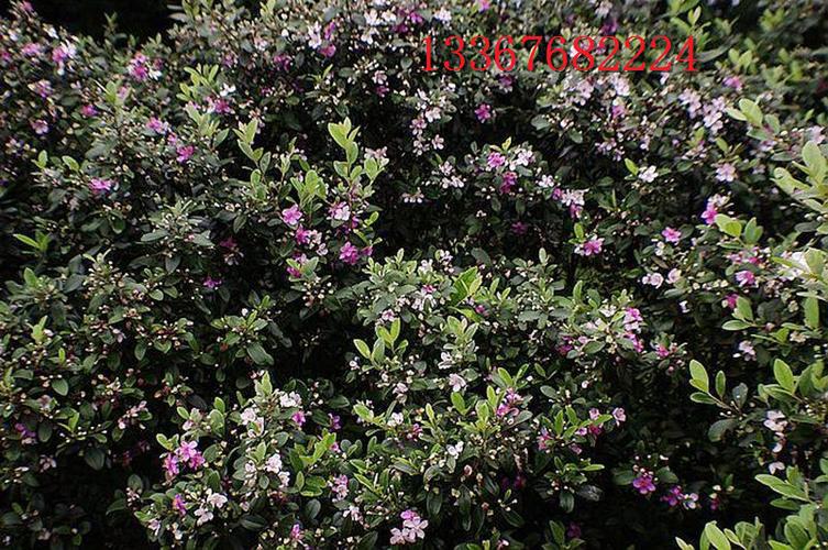 捻子树苗山捻子苗乌捻树苗桃金娘树苗桃金娘盆栽地栽捻子苗