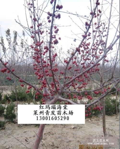 红玛瑙海棠新品上市