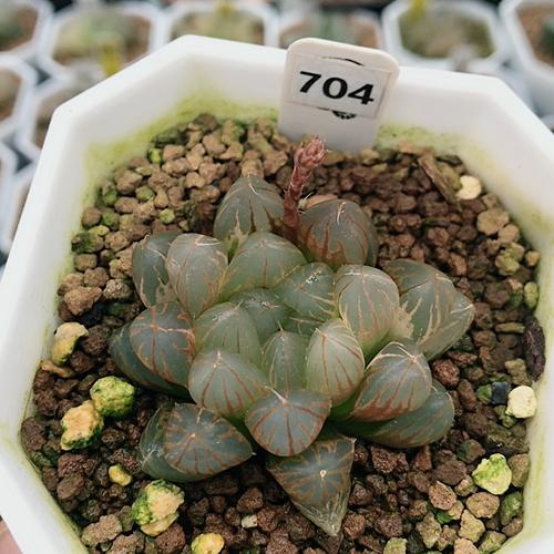 704号霓虹灯玉露多肉植物