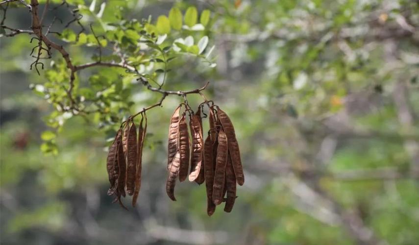 槐树的花 槐树的果实是肉质的,形似念珠;刺槐的果实则像个干瘪的扁