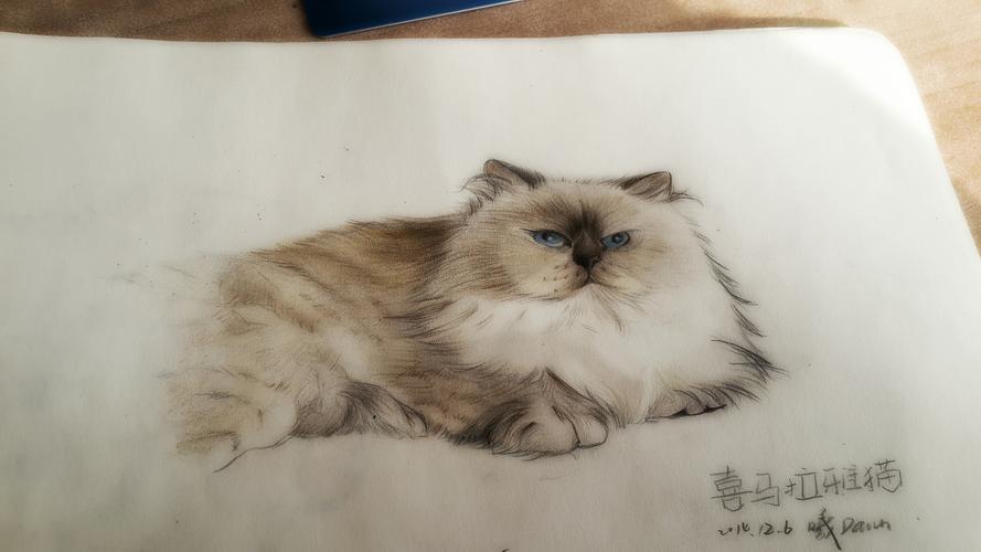 喜马拉雅猫(彩铅)