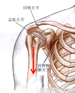 偏瘫肩关节半脱位前下脱位原因分析