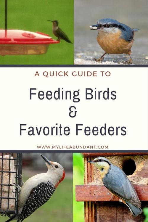 a quick guide to feeding birds & my favorite feeders