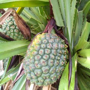 野生假菠萝