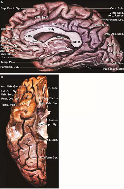 神外专题(二)| 大脑白质纤维束的解剖意义