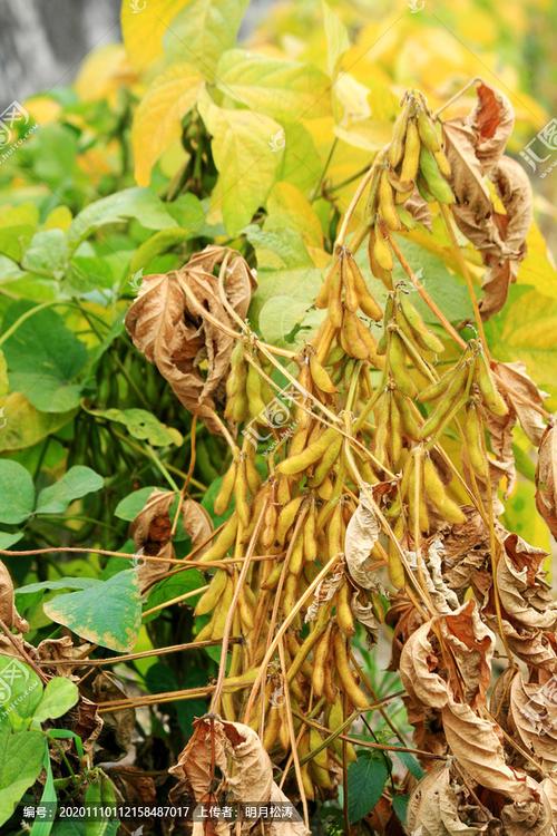 大豆苗,农作物,植物花草,摄影,汇图网www.huitu.com