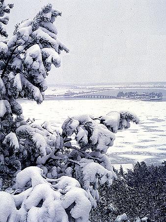雪压松树的简笔画