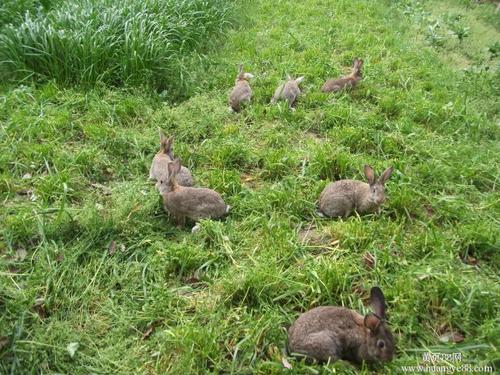散养野兔