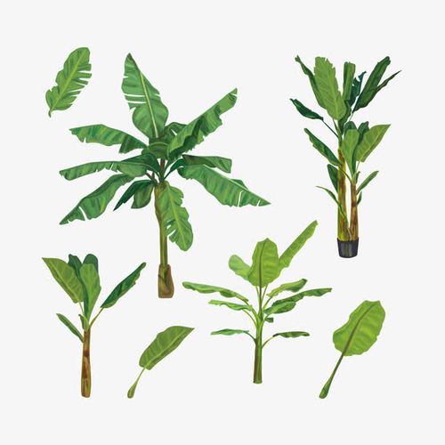 关键词 : 矢量,芭蕉叶,手绘,香蕉树
