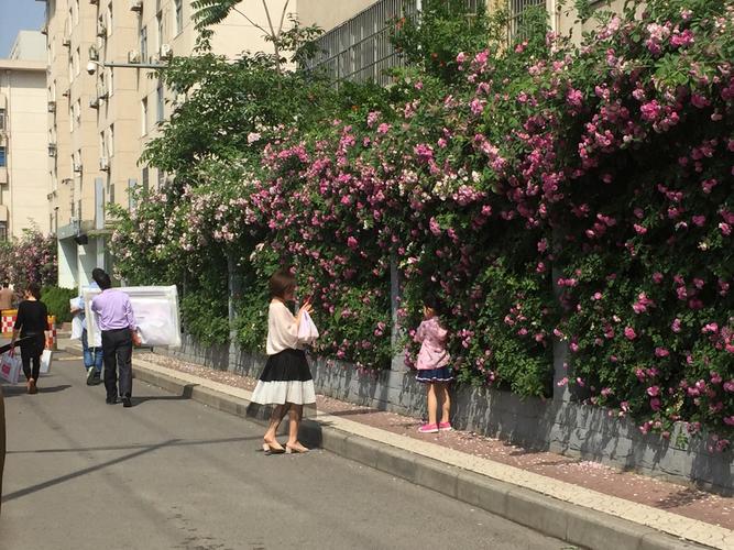 网红花墙美不胜收 市民观赏多加爱护