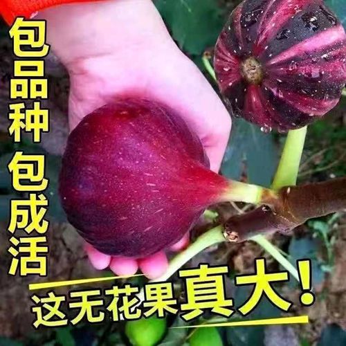 特大果无花果树苗当年结果新品种无花果苗南北方种植