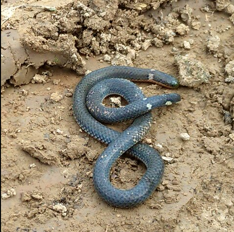 这蛇叫什么.仔细看两个头