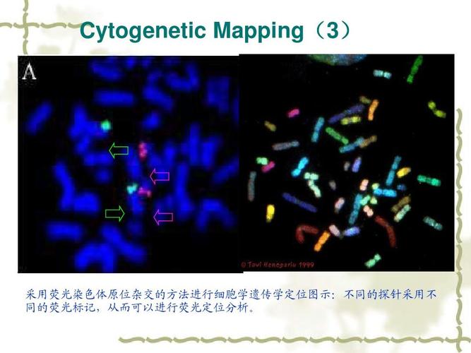16-分子标记辅助育种ppt