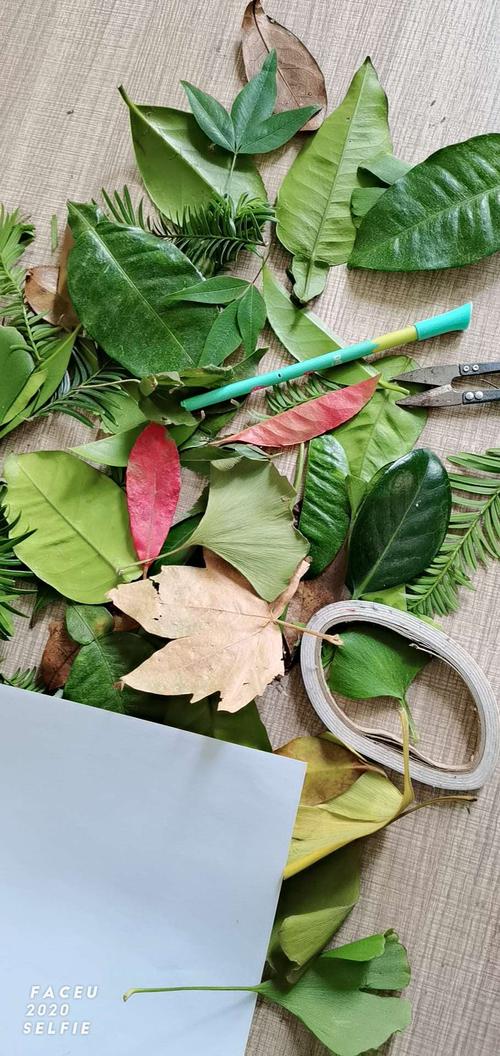 树叶贴画"狐狸与葡萄的故事"中一班刘忠泽