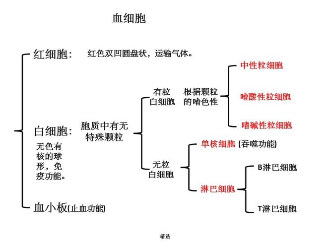 血细胞分类ppt课件