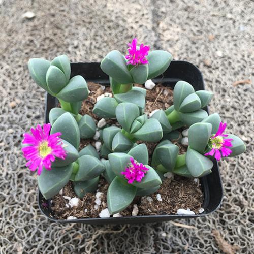 磐阙 上新【会开花】鹿角海棠多肉植物室内花卉绿植肉肉盆栽鲜花辐射