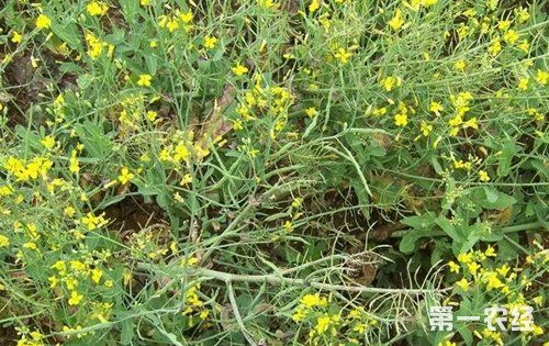 油菜缺硼症的危害及其防治方法