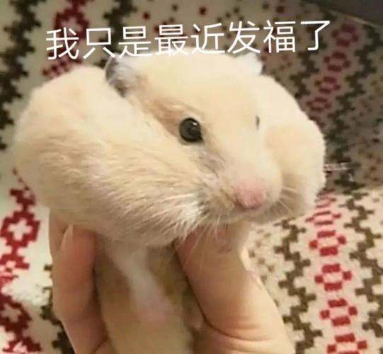 仓鼠偷吃零食不承认!被罚后的表情太搞笑了!