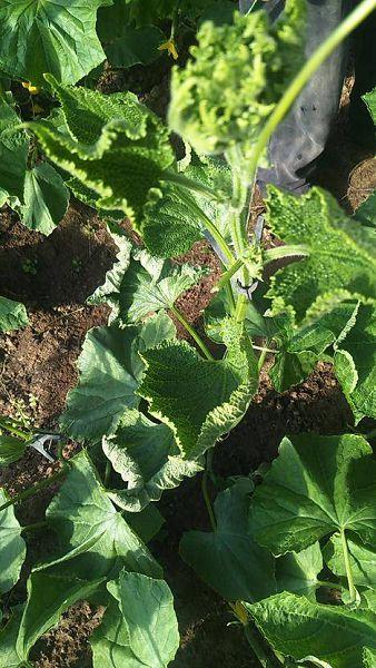 农技师答复:药害,叶面喷施芸苔素或碧护加磷酸二氢钾防护.