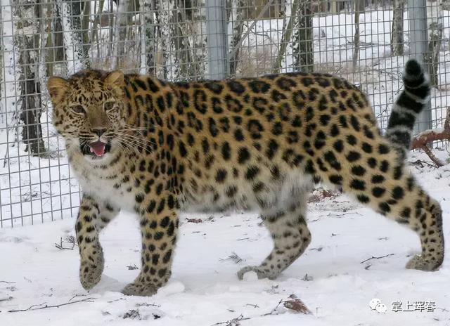 珲春珍稀野生动物图鉴虎啸猿啼落雁沉鱼