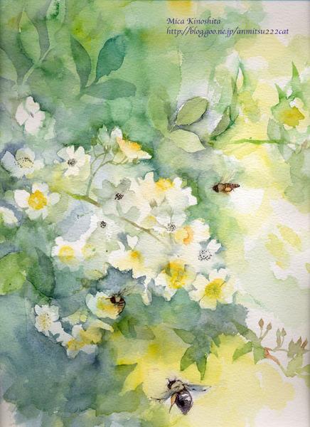 野蔷薇 ノイバラ