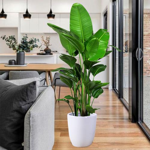 办公室植物花卉鹤望兰欧风盆栽绿植天堂鸟