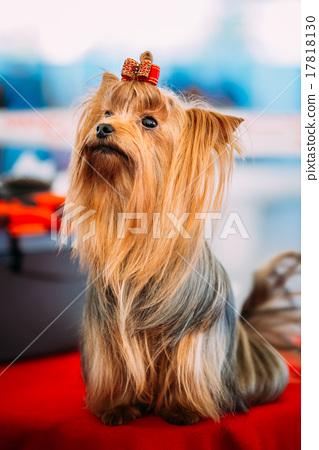 图库照片: close up cute yorkshire terrier dog