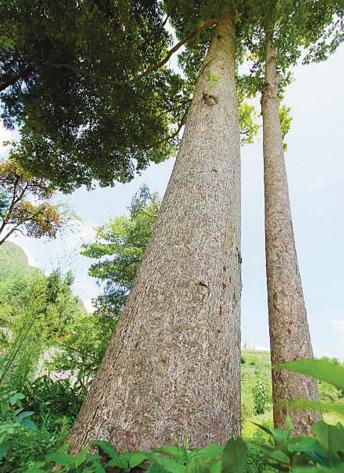 梵净山下发现金丝楠木群 百年以上树龄有10余株