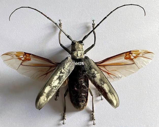 云斑白条天牛_北京攻略_天牛_社科_社科其他