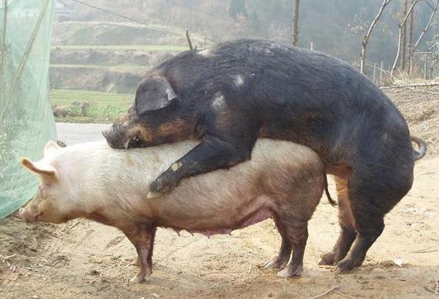 公猪母猪配种,公猪体格大母猪不让爬怎么办?