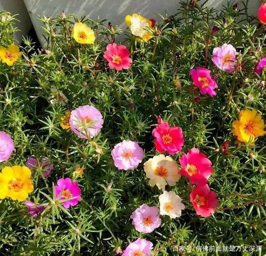 死不了的花,一开就是大半年,切碎扔土里就活!