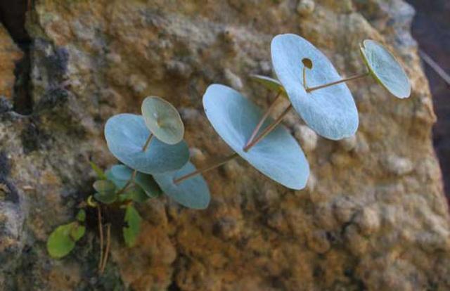 此为穿心草山区野生的稀有物种遇见可观赏别采挖