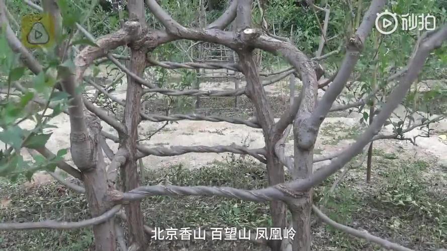 曾被人说白日做梦! 老农耗时17年种出椅子树